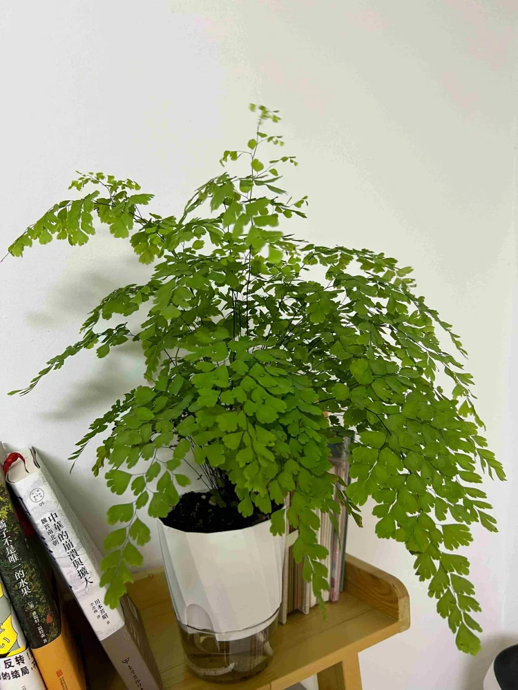 Lazy Hydroponic Flower Pot