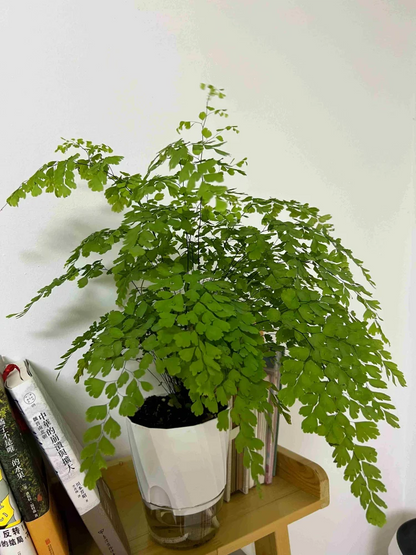 Lazy Hydroponic Flower Pot