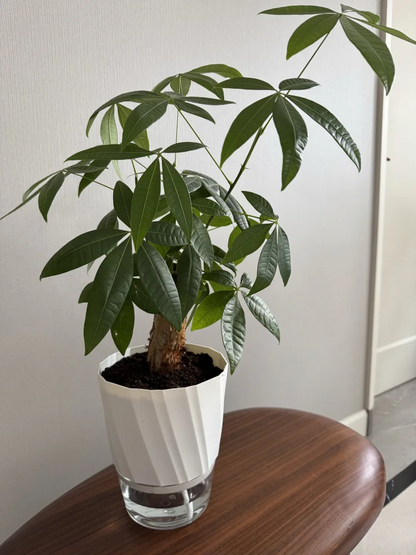 Lazy Hydroponic Flower Pot