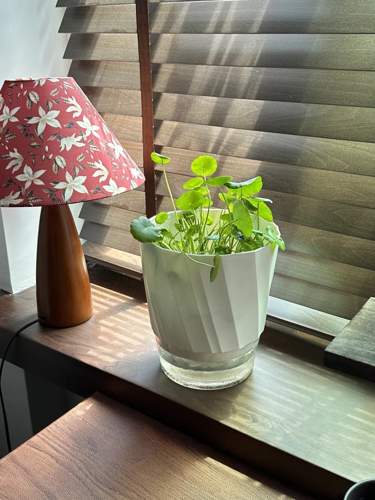 Lazy Hydroponic Flower Pot
