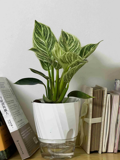 Lazy Hydroponic Flower Pot